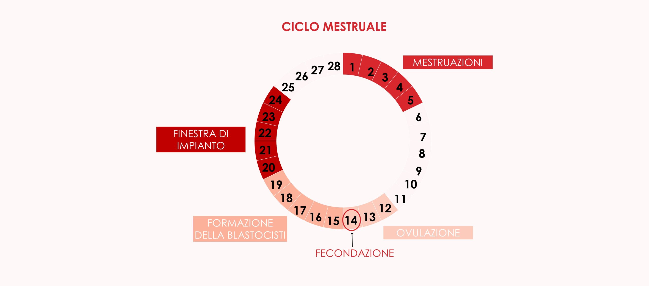 embrioni in fresco o vitrificati